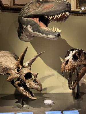 Naturhistorisches Museum 2